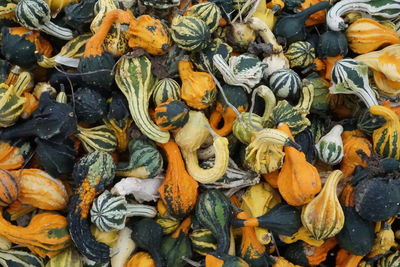 Full frame shot of pumpkins