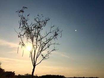 Low angle view of silhouette tree against sky during sunset