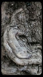 Close-up of tree trunk