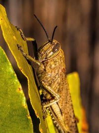 Close-up of butterfly on plant