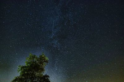 Low angle view of tree against star field at night