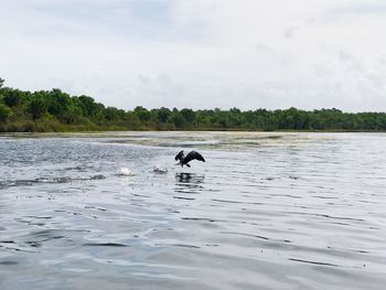 Scenic view of birds in water against sky