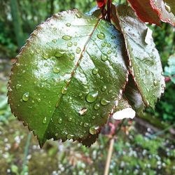 Close-up of water drops on leaf