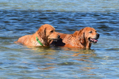 High angle view of golden retriever swimming in water