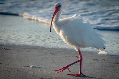 Close-up of bird on shore at beach