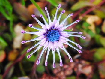 Close-up of purple flower