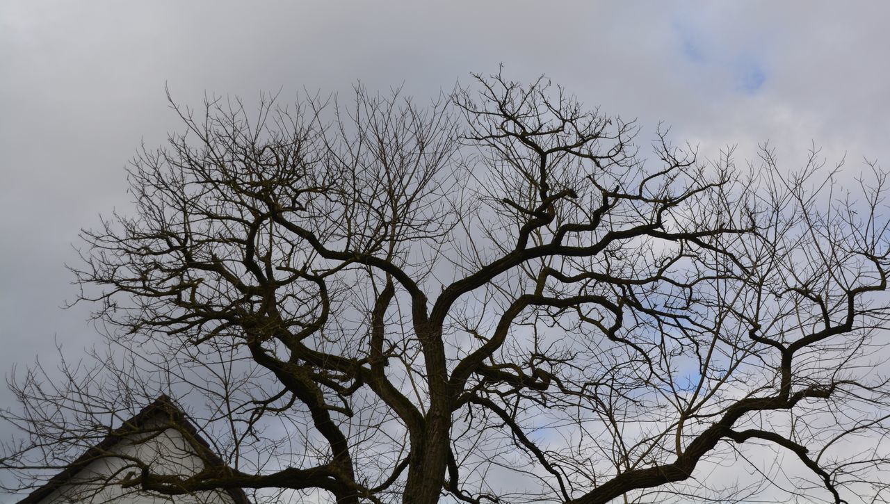 SILHOUETTE BARE TREE AGAINST SKY