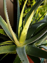 Close-up of succulent plant