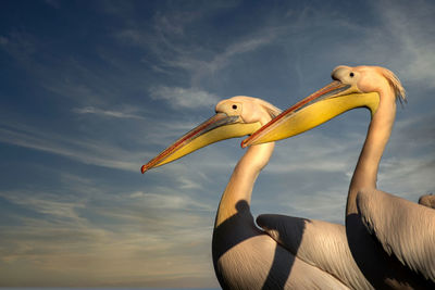 Close-up of pelican