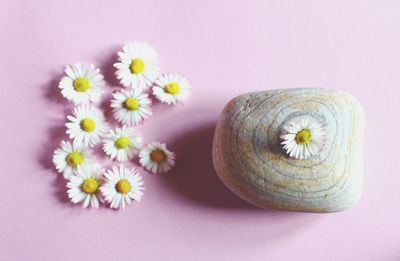 Directly above view of daisy flowers and stone on pink background