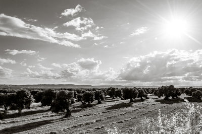 Panoramic shot of trees on field against sky