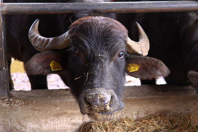 Close-up of cow