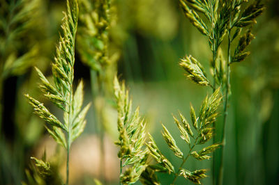 Close-up of wheat growing on field