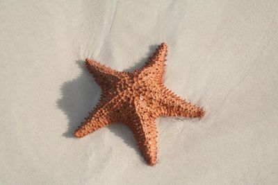 High angle view of starfish on beach