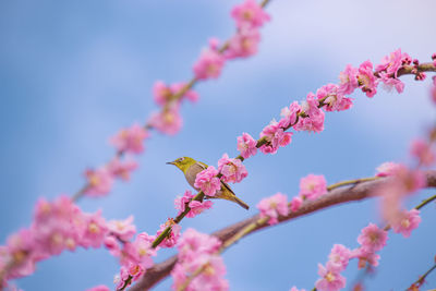 Low angle view of plant against sky