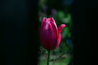 Close-up of pink flower