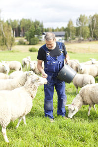 Senior farmer working on pasture, smaland, sweden