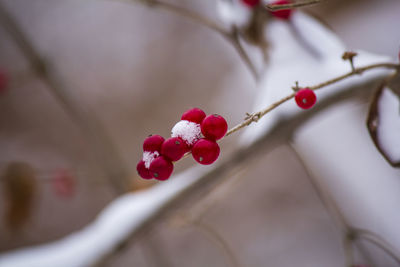 Close-up of red berries growing on tree