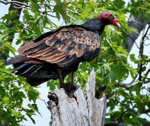 Low angle view of bird perching on branch