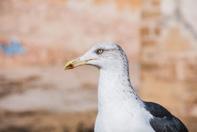 Close-up of seagull