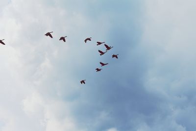 Low angle view of birds flying in sky