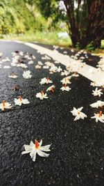 Close-up of autumn leaves on flowers