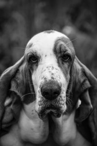 Close-up portrait of dog sticking out tongue outdoors