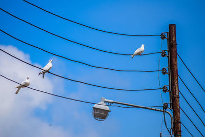 Low angle view of bird perching on electricity pylon against blue sky