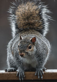 Close-up of squirrel