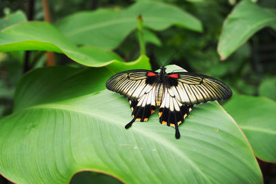 Close-up of butterfly pollinating flower