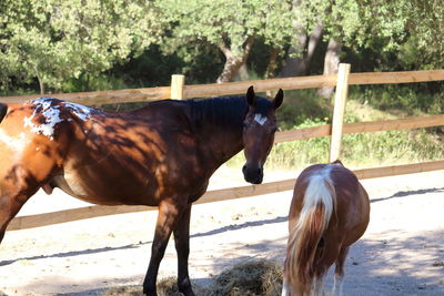 Horses standing on field