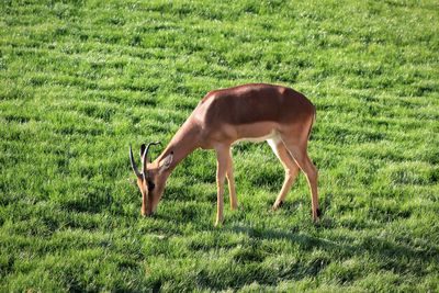 Antelope grazing in a field