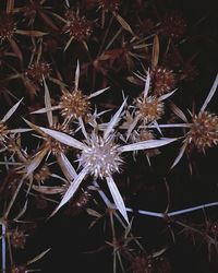 Close-up of flowers