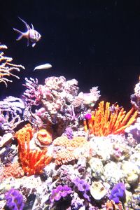 View of coral in sea