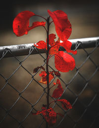 Close-up of red flowering plant by fence during autumn