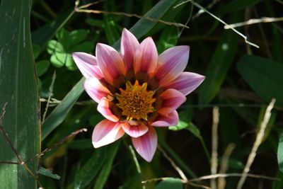 Close-up of pink water lily