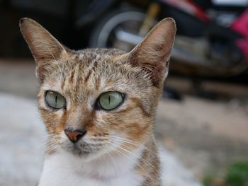 Close-up portrait of tabby cat