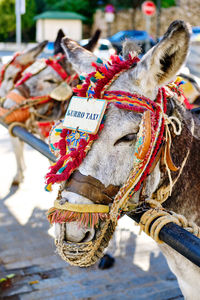 Close-up of horse