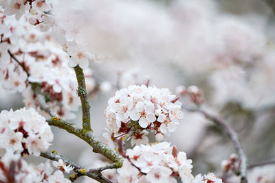 Close-up of white cherry blossom tree