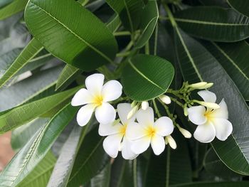 Close-up of white flowering plant