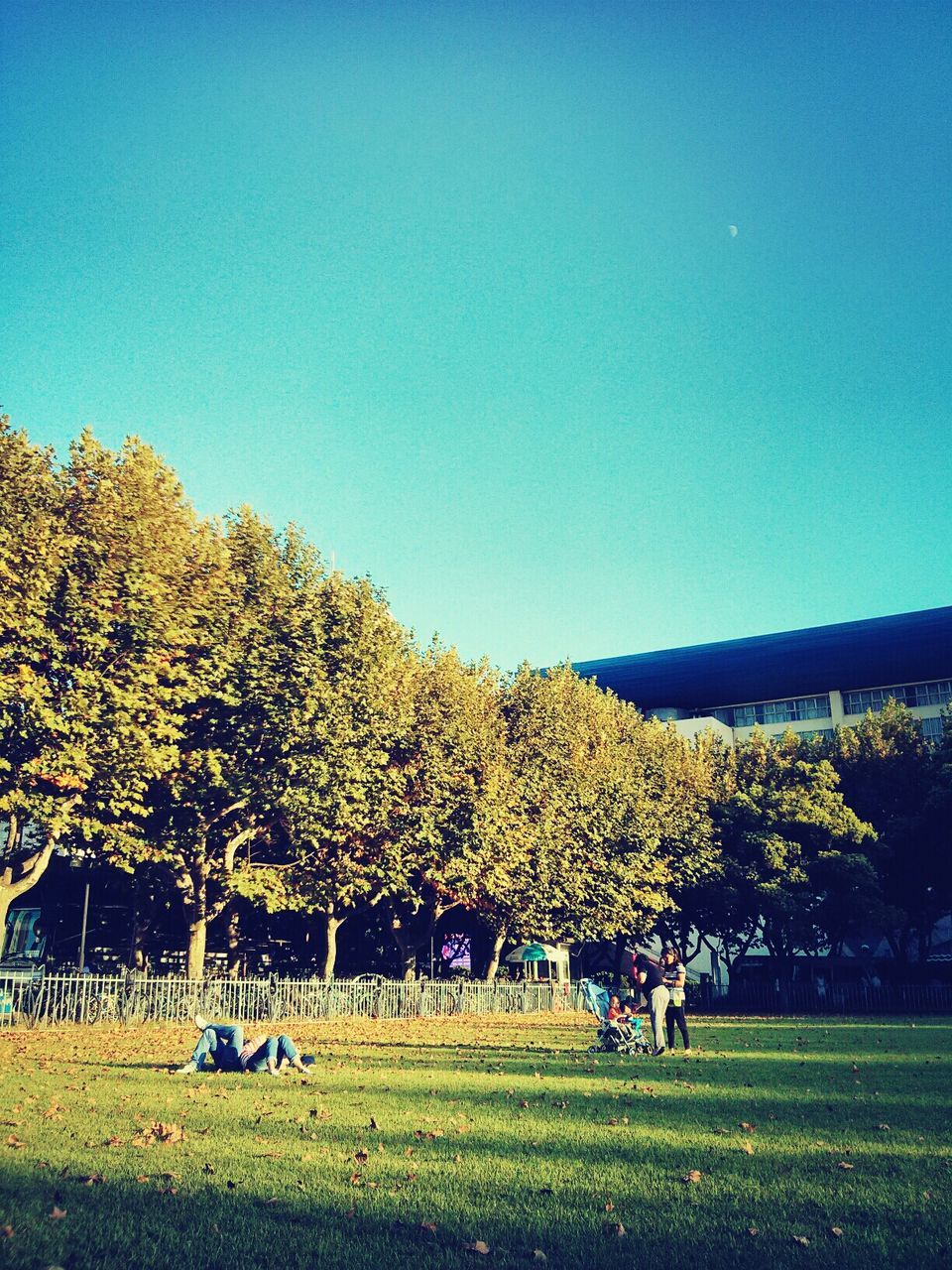 clear sky, grass, tree, field, copy space, landscape, blue, men, lifestyles, leisure activity, growth, person, green color, nature, grassy, tranquility, beauty in nature, large group of people, park - man made space