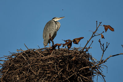 bird