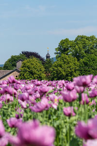 Purple flowering plants by trees against sky