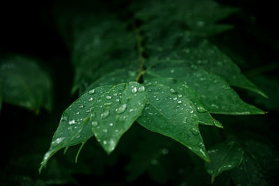 Close-up of raindrops on leaves