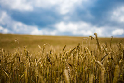 Wheat field against cloudy sky