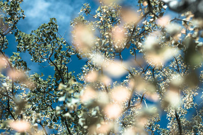 Low angle view of plants against sky during winter