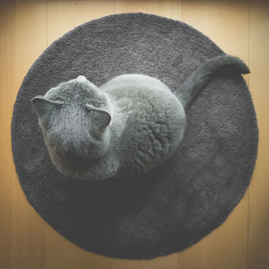 High angle view of cat sitting on rug