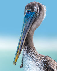 Close-up of pelican