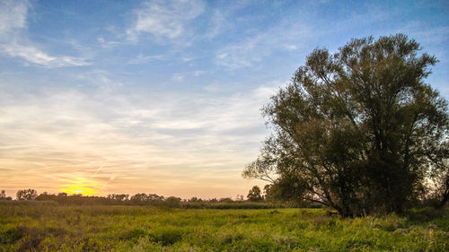 Scenic view of field against sky during sunset