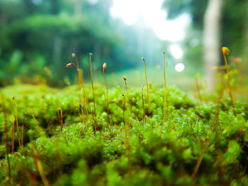 Close-up of plants growing on field